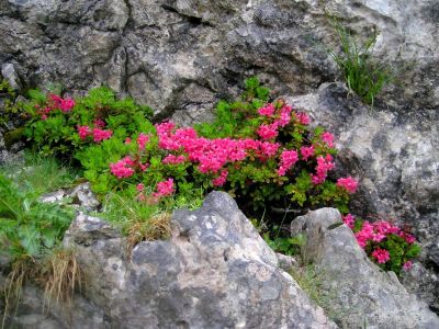 010-In den Felsnischen bluehen die Alpenrosen